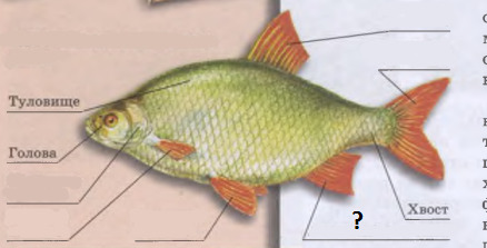вопрос теста Внешнее строение рыбы