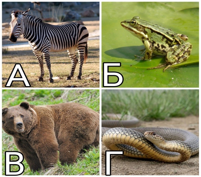 вопрос теста Разнообразие животных 3 класс. Задание 5