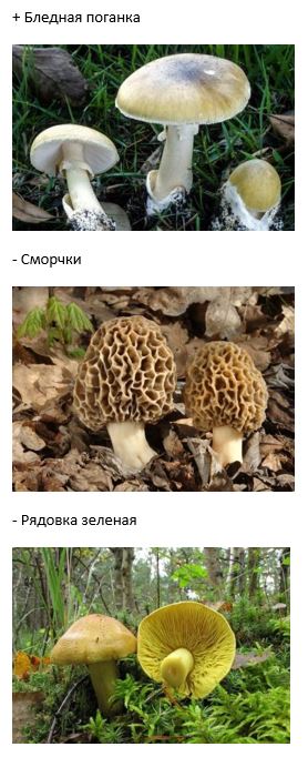 вопрос теста Самые ядовитые грибы России