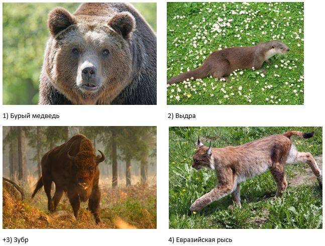вопрос теста Какое животное занесено в Красную книгу РФ