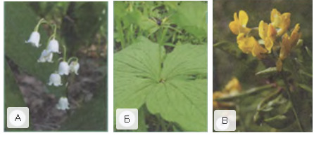 вопрос теста На какой картинке изображено не лилейное растение