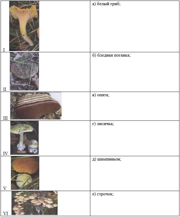 вопрос теста Соотнесите изображение гриба и его название