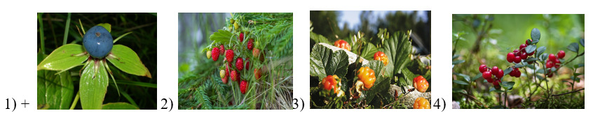 вопрос теста Укажи несъедобную лесную ягоду
