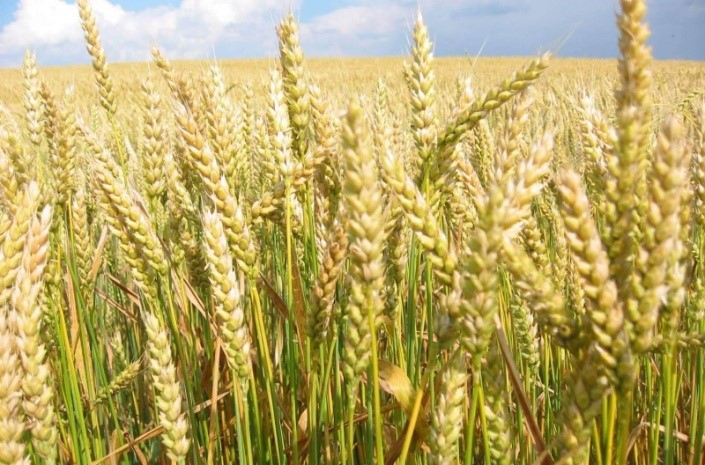 вопрос теста Пшеница