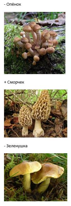 вопрос теста Какие грибы раньше всех можно найти в лесу