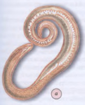вопрос теста Это животное относится к типу Плоские черви